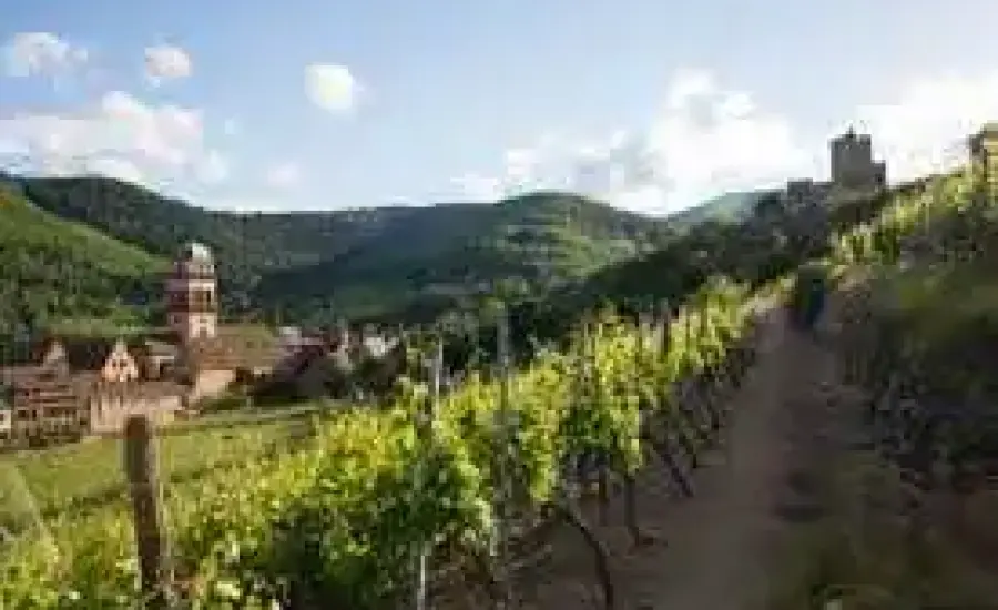 alsace